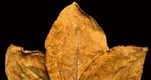 International experts highlight ‘significant weakness’ in SA Tobacco Bill dry leafs tobacco closeup on the black background