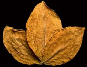 dry leafs tobacco closeup on the black background