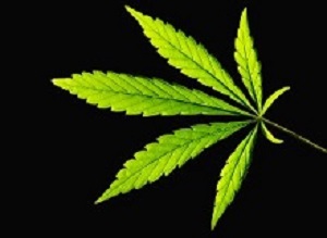 Cannabis