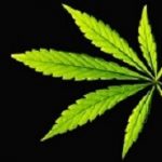 Cannibis