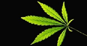 Medical cannabis provides symptom relief for a myriad of complaints Cannibis