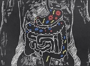 Intestines with Gut Bacteria on Blackboard