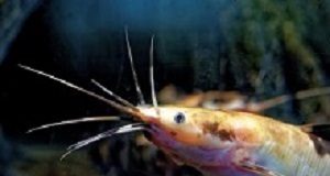 High cancer risk in Gauteng from OCP residues in fish African