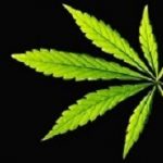 Cannabis