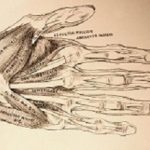 Hand