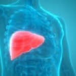 Liver