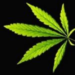 It’s now your right to smoke marijuana — but don’t bluff yourself that it cures anything Marijuana