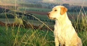 Always make sure to get the name of the dog… Minki