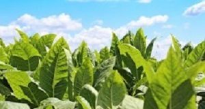 Did Big Tobacco buy Twitter? Tobacco Institute responds crop