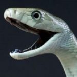mamba