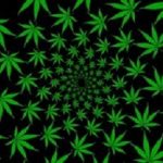 Cannabis