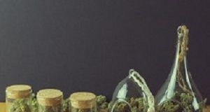 Most UK doctors fearful of prescribing cannabis despite law change marijuana