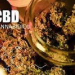 Buds of cannabis marijuana with the image of the formula CBD cannabidiol