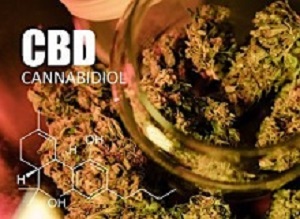 Buds of cannabis marijuana with the image of the formula CBD cannabidiol