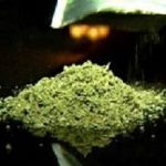 Cannabis