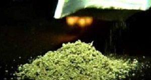 'Watching our mates drop dead': New Zealand's synthetic cannabis crisis Cannabis