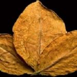 dry leafs tobacco closeup on the black background