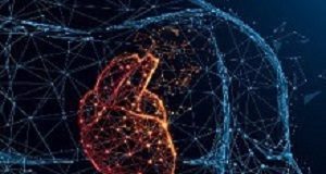 High waist-to-stature ratio reflects increased CVD risk Heart