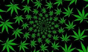 Cannabis