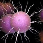Gonorrhoeae