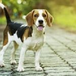 Beagle