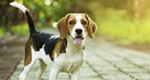 Dogs detect malignant lung cancer with 97% accuracy Beagle