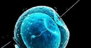 'Trading on hope’ — Fertility clinics exploit older women IVF