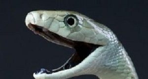 Snakebite: 'The world's biggest hidden health crisis' Snake