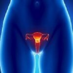 uterus