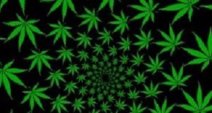 Lack of clinical trials fuels doctors' reluctance to prescribe cannabis Cannabis