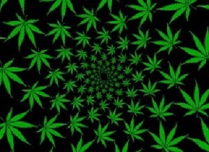 Cannabis