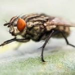 Fly