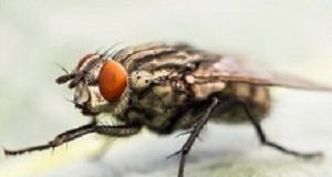 Flying insects and spread of antibiotic-resistant bacteria in hospitals Fly