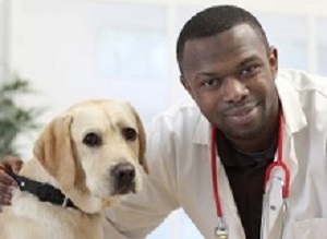 Veterinarian