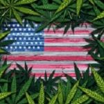Cannabis
