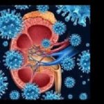 Kidney