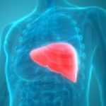 Liver