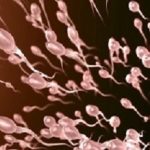 Sperm