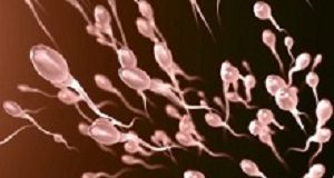 Human sperm rapidly affected by diet — small Swedish study Sperm