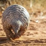 Pangolin