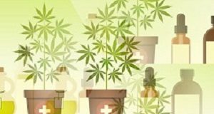 Medical cannabis in SA: Weighing the evidence Cannabis
