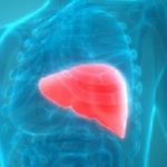 Liver