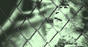 Zoonotic transfer study fuels call for ban of wildlife trade, markets and medicinal use Traffiking