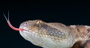 Novel way to treat snakebite Viper