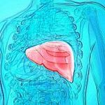 Human Liver Anatomy