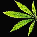 leuchtendes Cannabis Blatt auf schwarzem Hintergrund