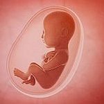 fetus inside the womb