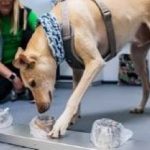 10-MB-Talking Points-01-10-2020-Covid sniffer dog-Photo Helsinki Airport