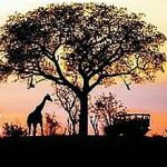 4-MB-Editors Picks-17-09-2020-Africa-Wildlife-Kruger-Animals-Sunset-iStock-625382686
