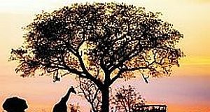 Kruger Park study: Human activity promotes disease-spreading mosquitoes